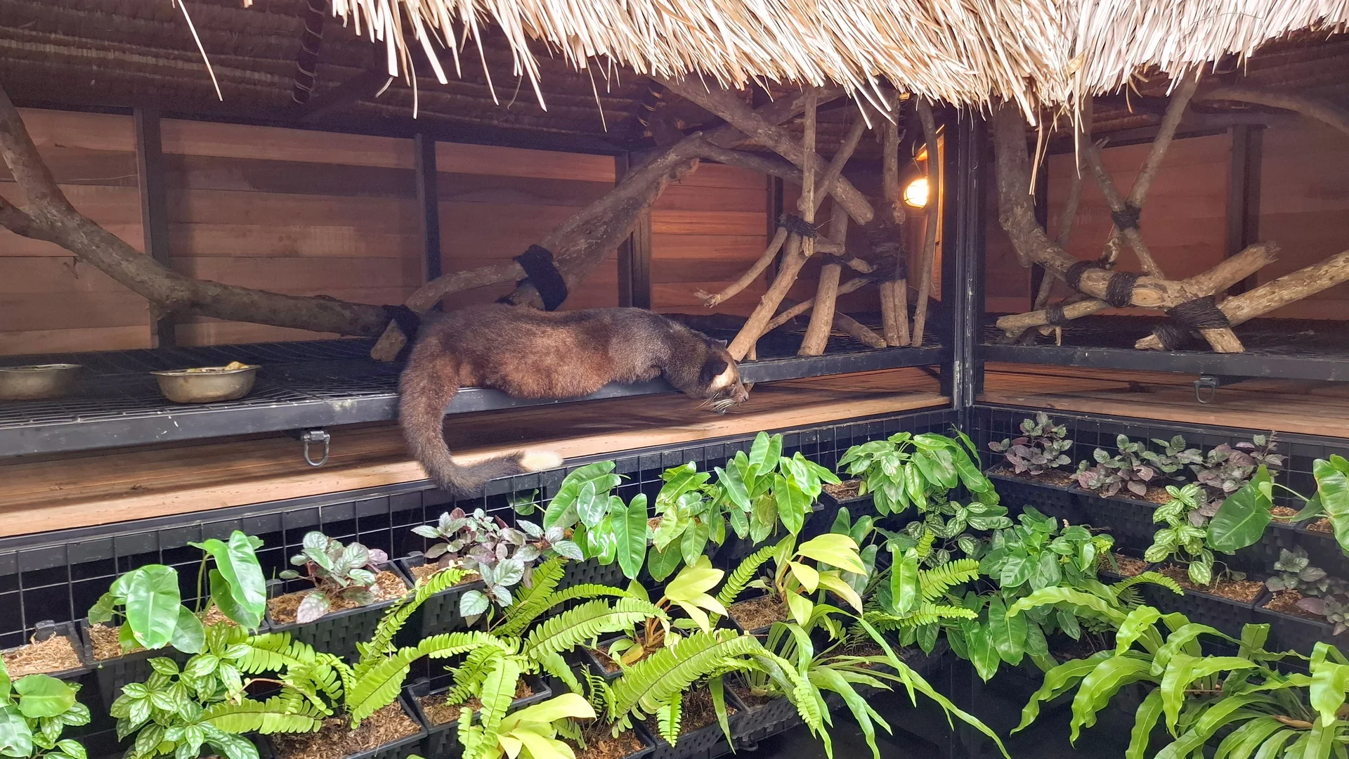 A civet resting on a raised shelf inside a leafy enclosure