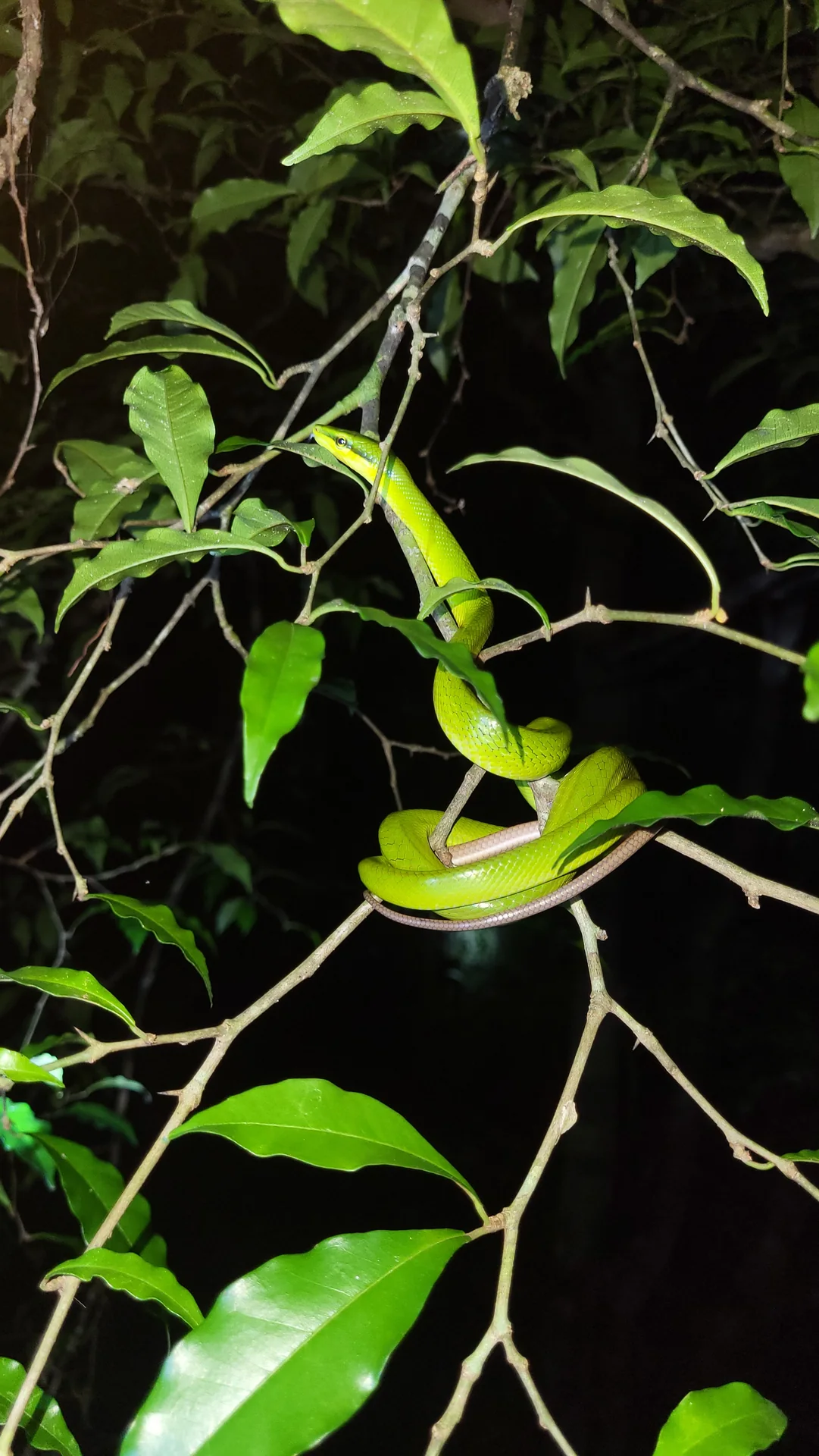 A bright green snake resting among leaves during a night walk