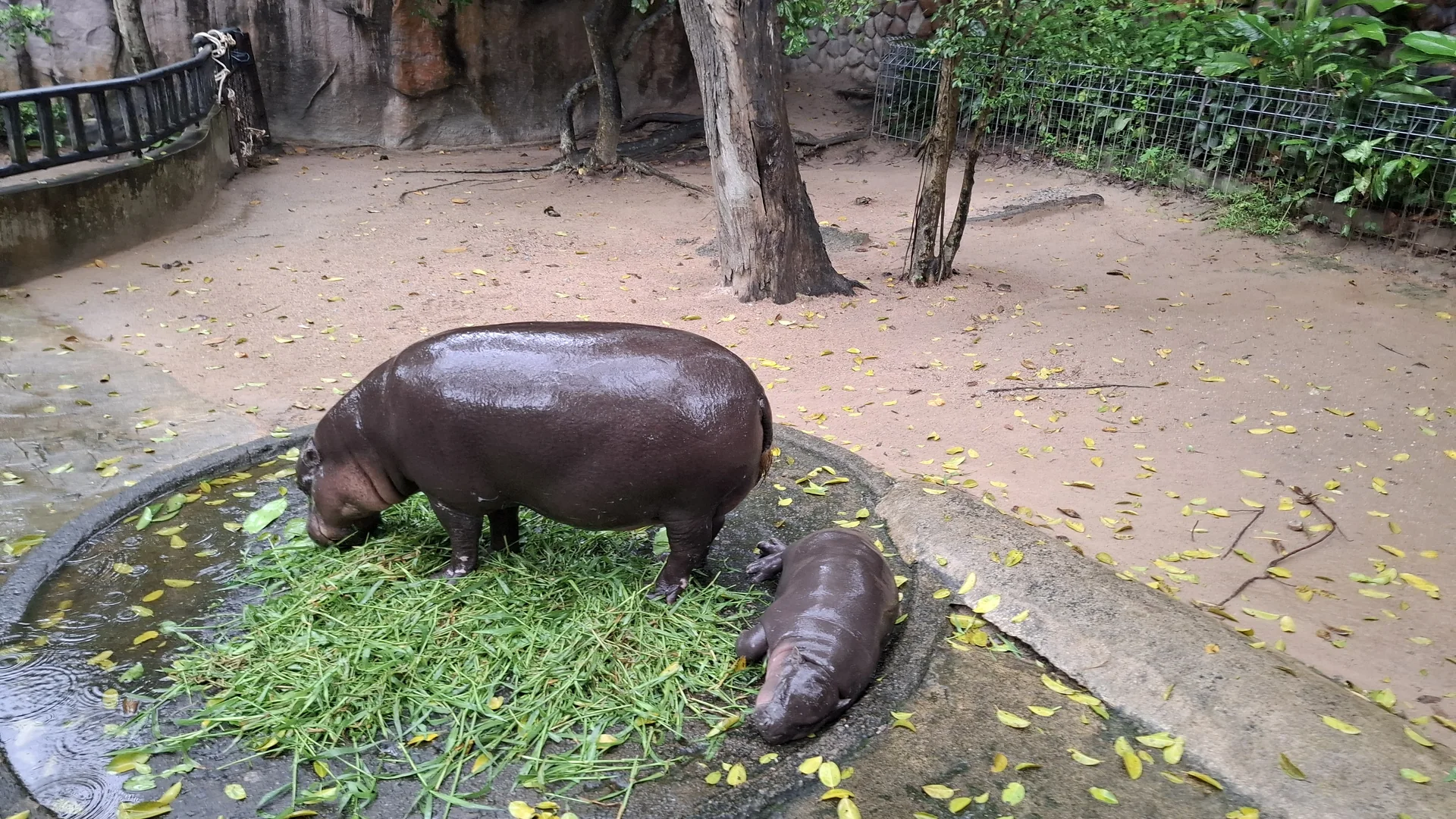 A hippopotamus and its young one resting by the water