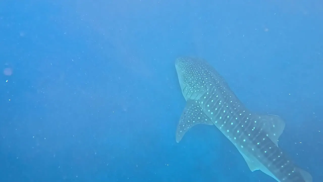 A whale shark moving beneath the water